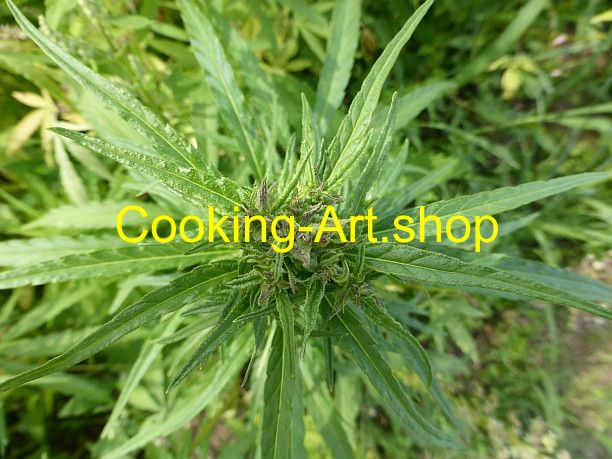 Art.-Nr.: P1110957 - "Männliche Hanfdolde"