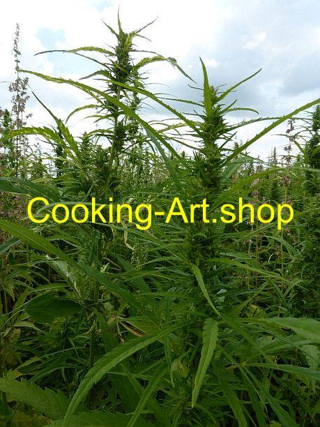 Art.-Nr.:P1120004 - "2 stehende männliche Hanfdolden"