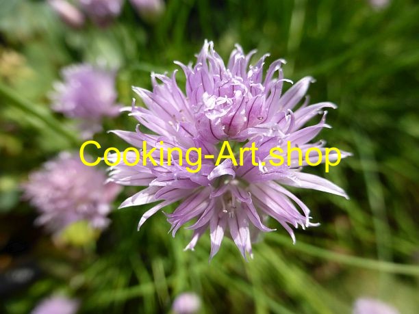 Art.-Nr.:  P1240417 - "Schnittlauch-Blüte"