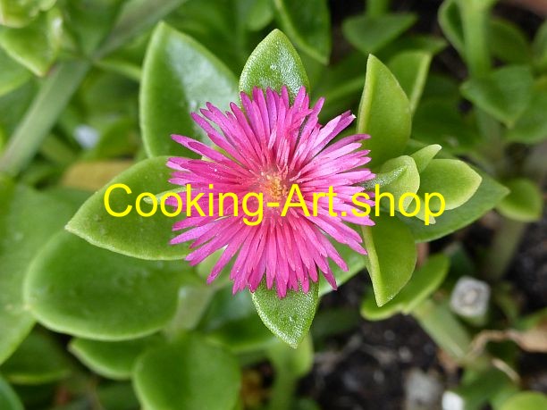 Art.-Nr.:  P1250570 - "Eiskraut-Blüte"